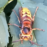 Hornet Removal Dorset