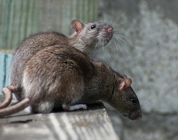 Rodent control near me top