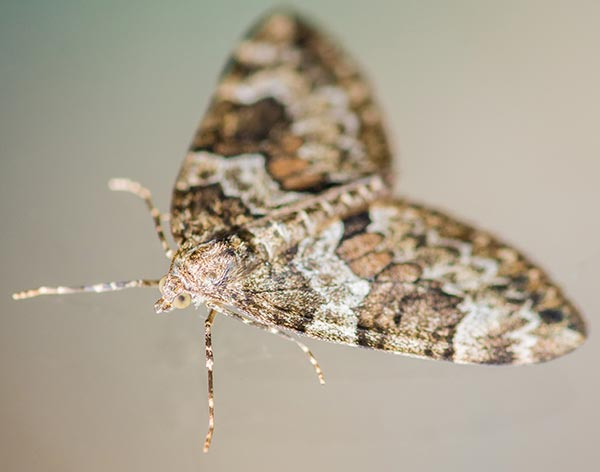 Carpet Moth Removal in Poole and Bournemouth, Dorset