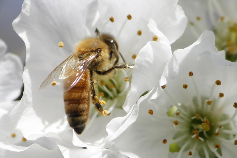 Getting rid of bees