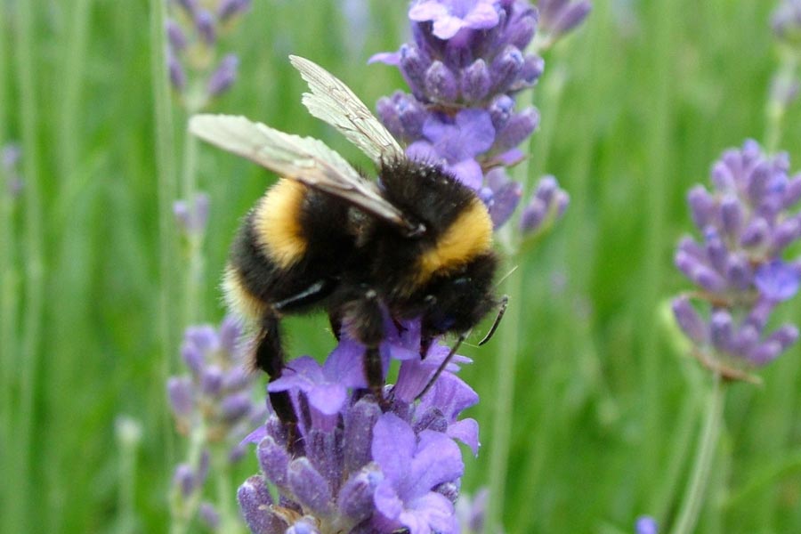 Getting rid of bees