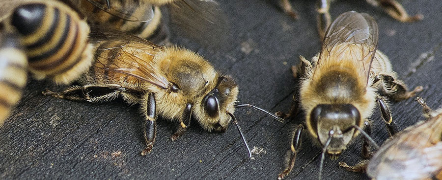 Getting Rid of Bees