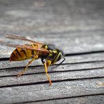 Life Cycle of a Wasp