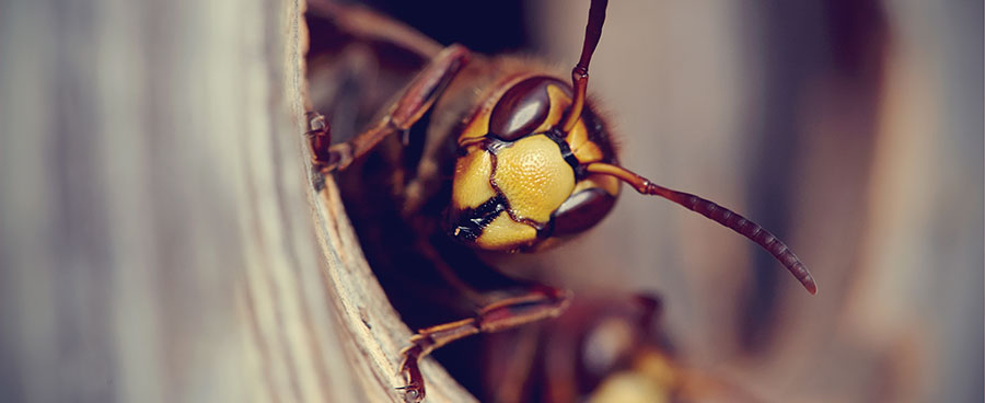 Life Cycle of a Wasp