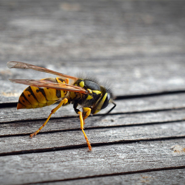 The Life Cycle of a Wasp | About Wasps and their Removal