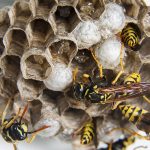 Life Cycle of a Wasp