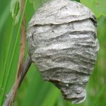 Life Cycle of a Wasp