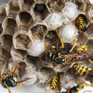Wasp removal Poole