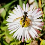 Life Cycle of a Wasp