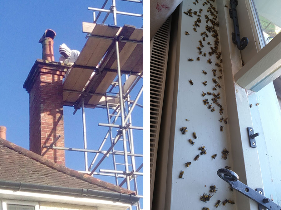 Getting Rid of Wasps