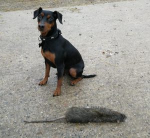 Max from TP Pest Control Services with the biggest rat ever caught in the UK