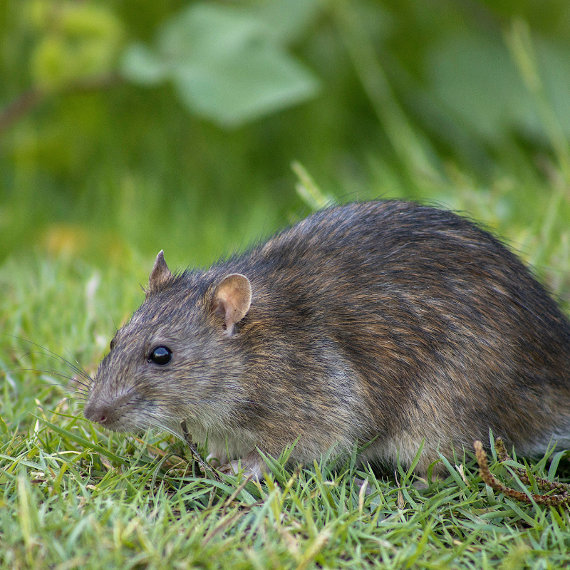Rat Control TP Pest Control