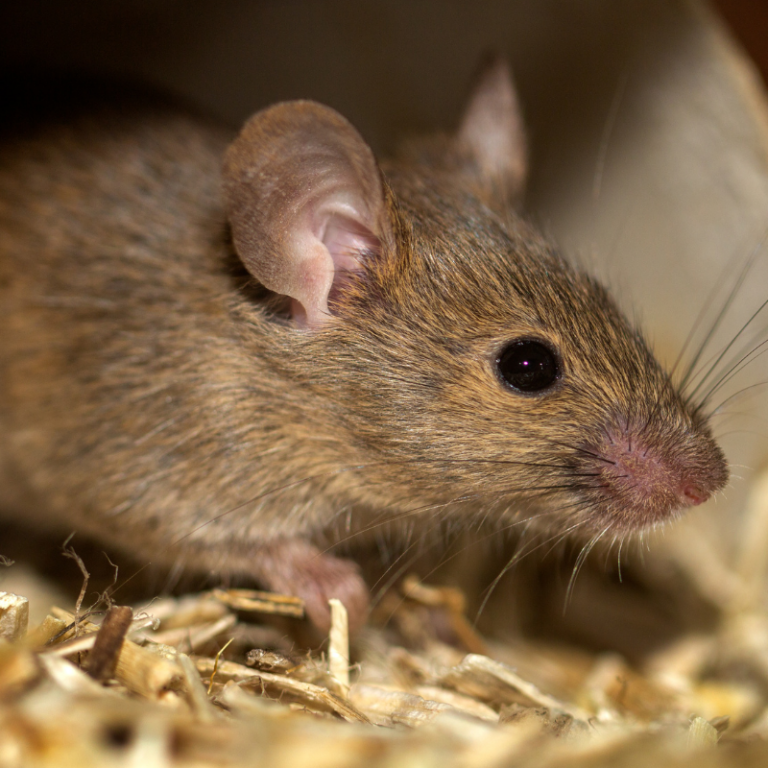 Rat catcher Ferndown