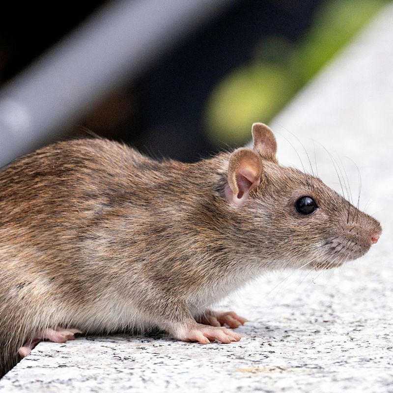 Rat Control provided by TP Pest Control Services
