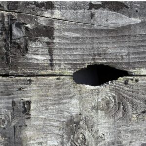 signs there are rats under shed helpful tips from tp pest control