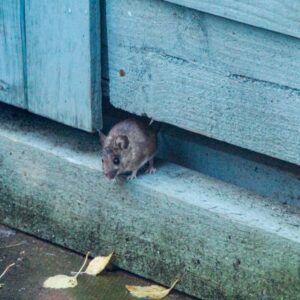 how to get rid of rats under shed from tp pest control